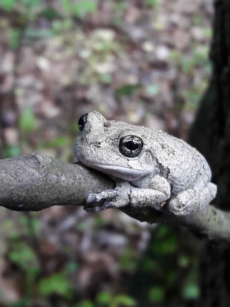 Gray treefrog (Hyla versicolor): At Home in the Greenbelt – Greenbelt ...