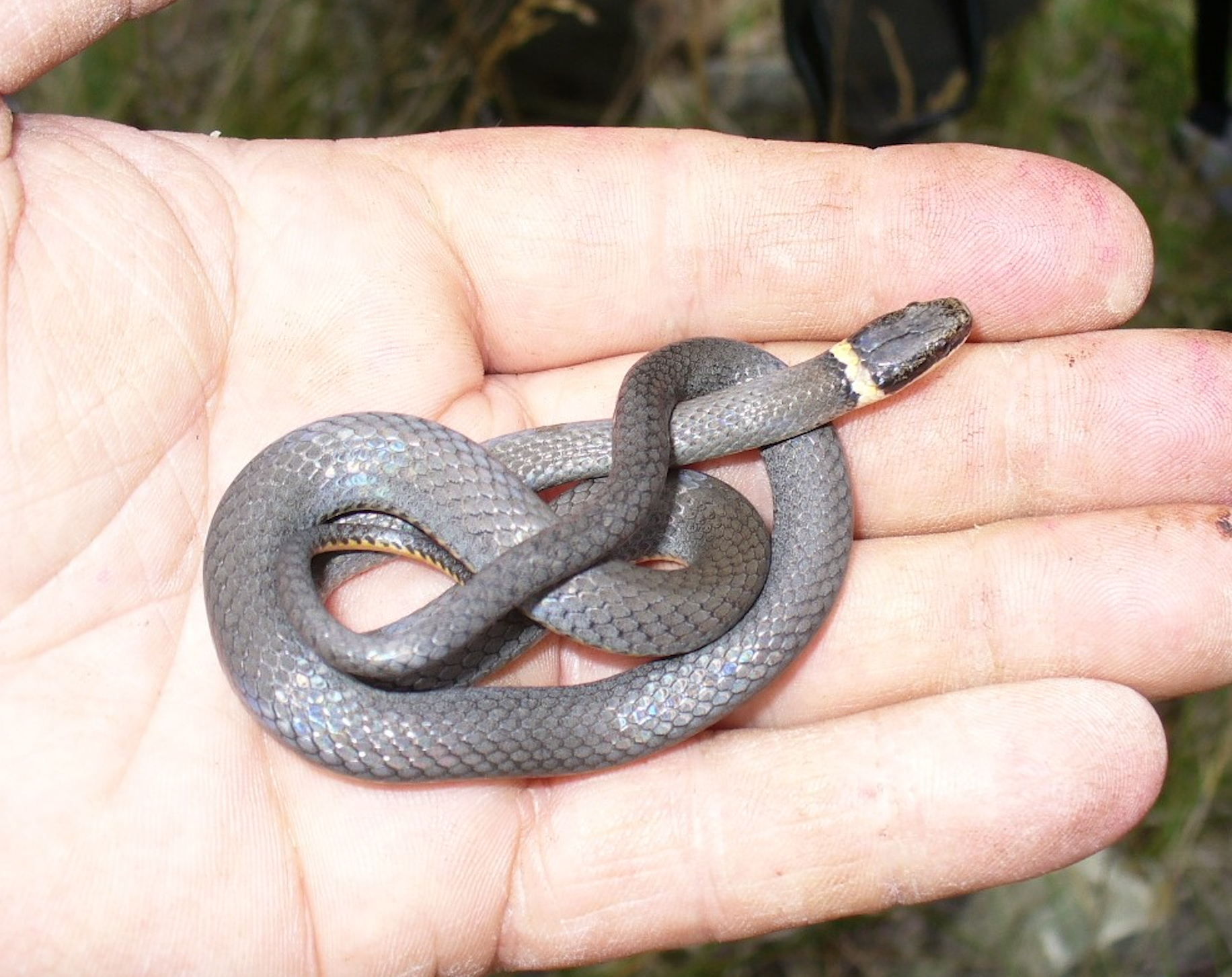 San Diego Ringneck Snake (Subspecies Diadophis punctatus similis) ·  iNaturalist