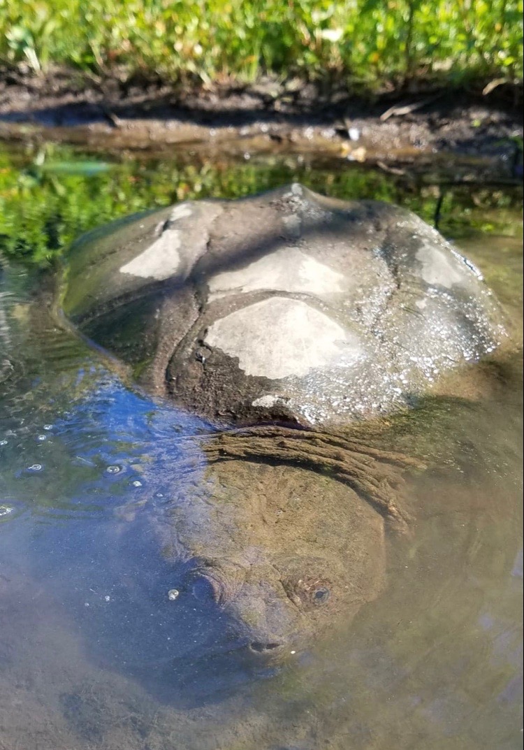 hibernating turtles