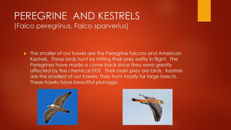 Where to see birds of prey
